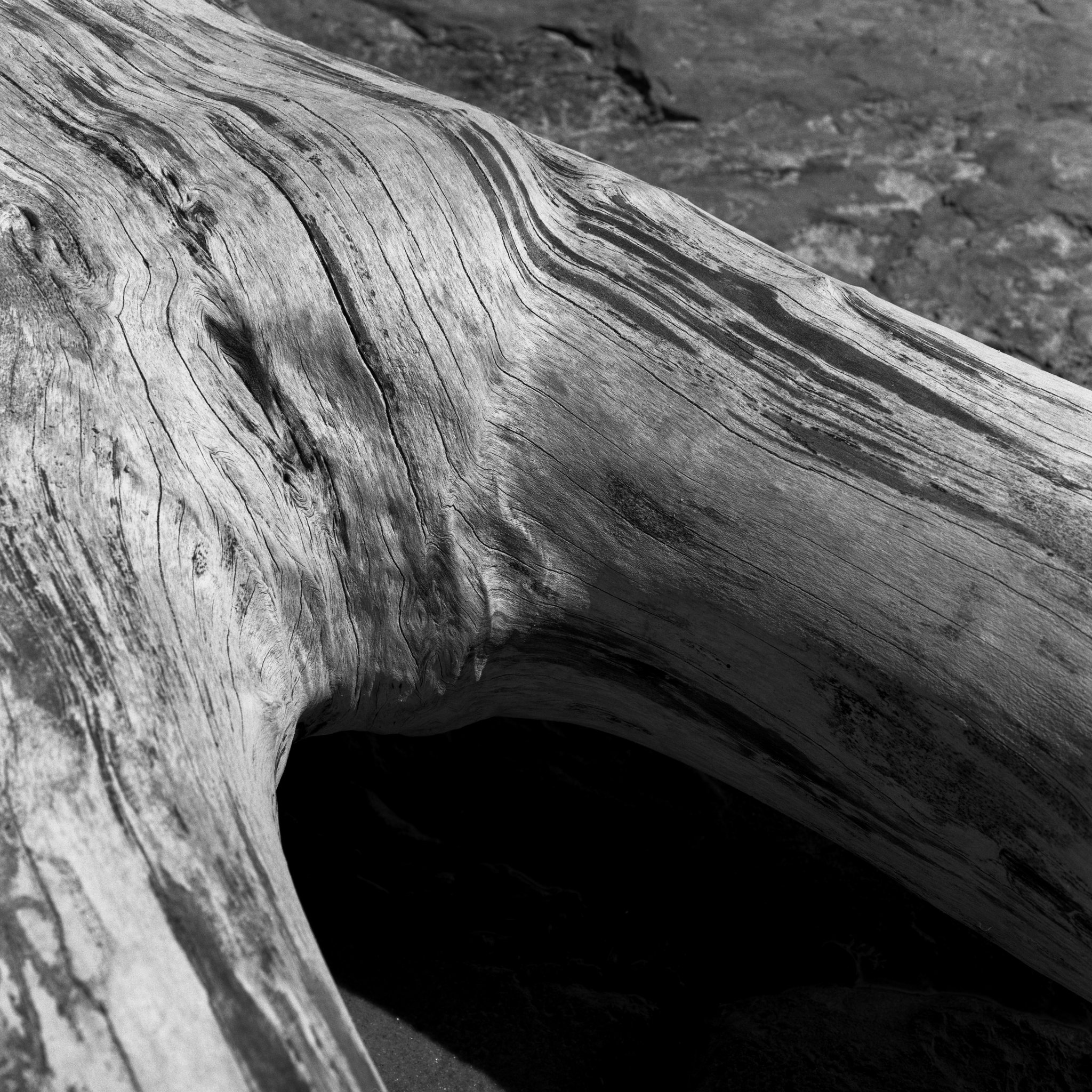 Dead Wood