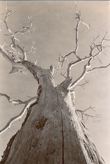 dead_tree