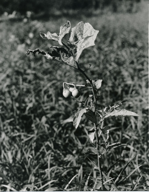Deadly Nightshade