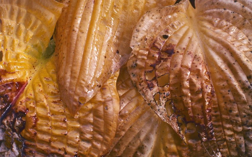 Decaying Hosta