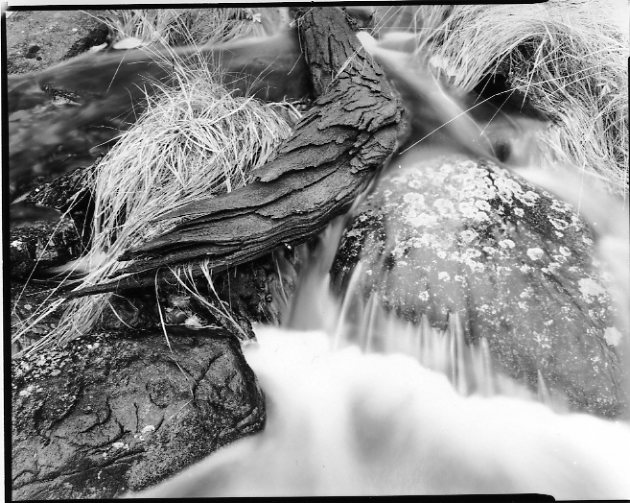 Decaying Log and Creek (Porcher Island)