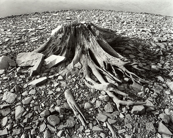 Decaying Stump