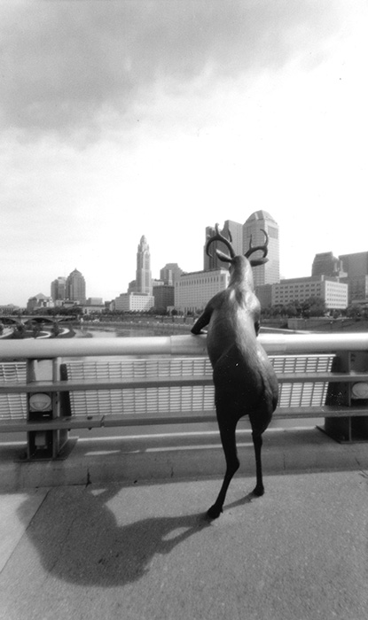 Deer and Columbus
