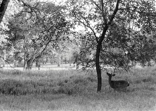 Deer eating tree leaves