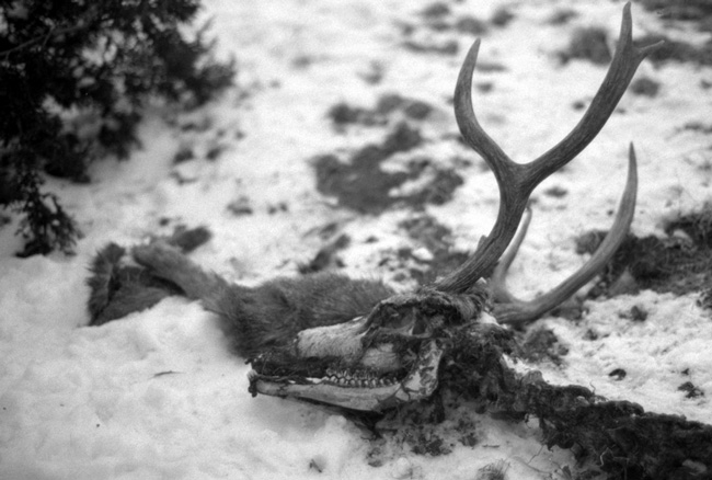 Deer Head