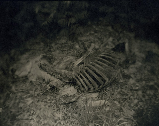 Deer Remains