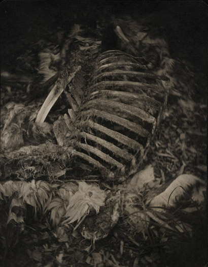 Deer Ribs