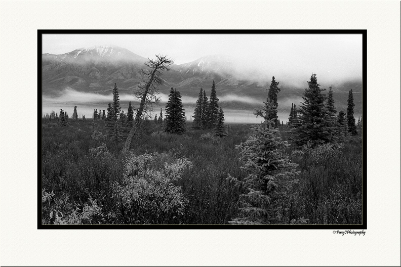 Denali Roadside