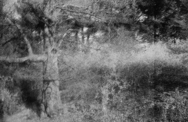 Dense Rollei light leak, tree