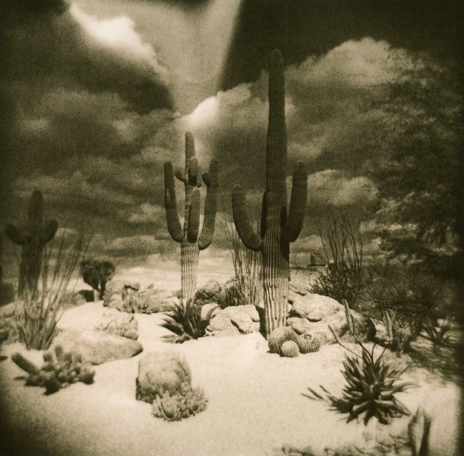 Desert Dream
