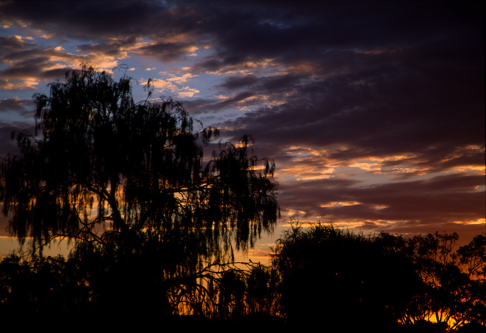 Desert Oak, Sunrise