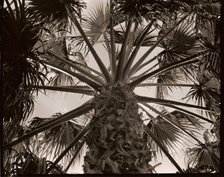 Desert Palm Tree - Outside my office door