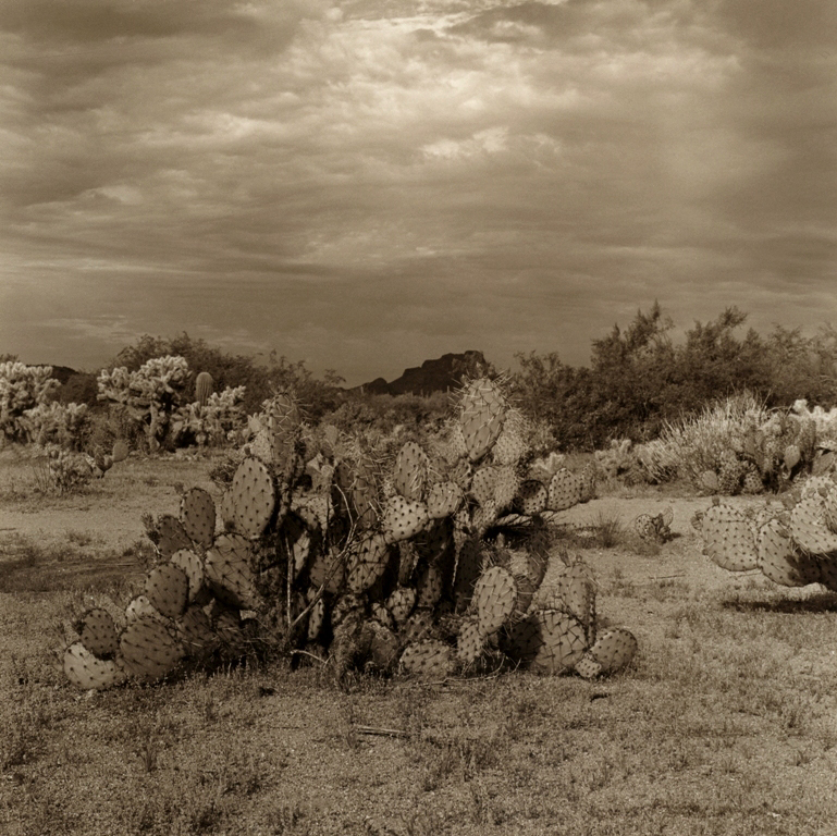 Desert Scene 1