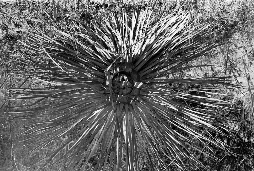 Desert Star