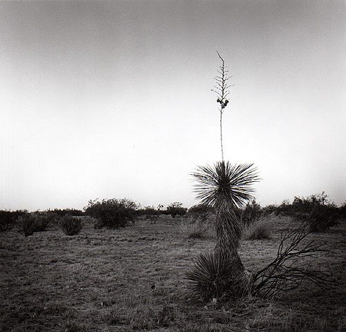 Desert