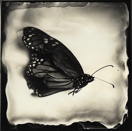 Dessicated Butterfly (print)