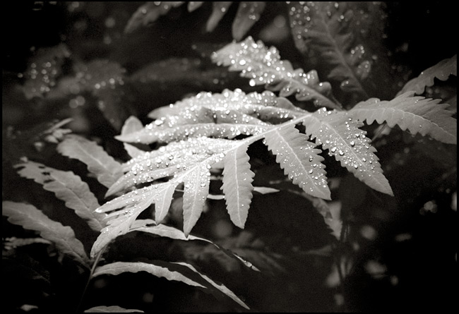 Dew on Fern