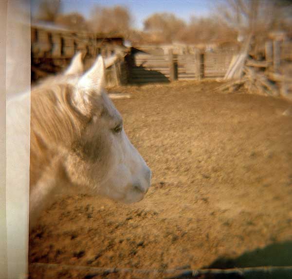 Diana_Horse