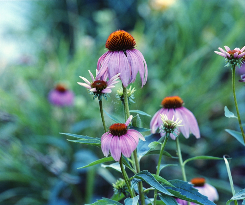 Digibase Coneflower 1