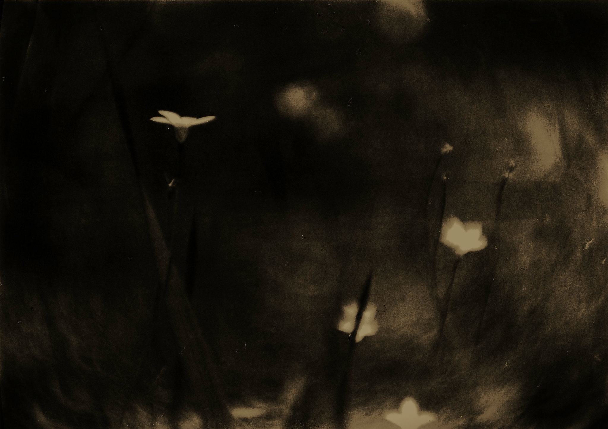 Distant noises of other voices