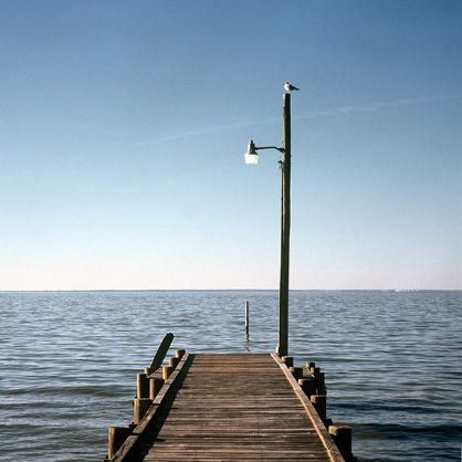 Dock With Seagull