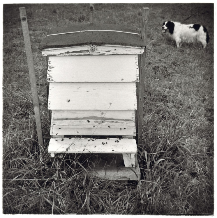 Dog and Hive