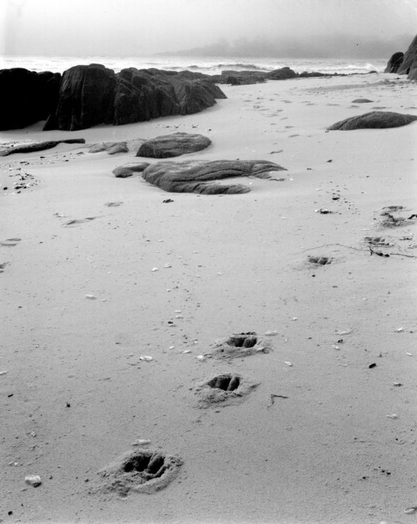 Dog prints