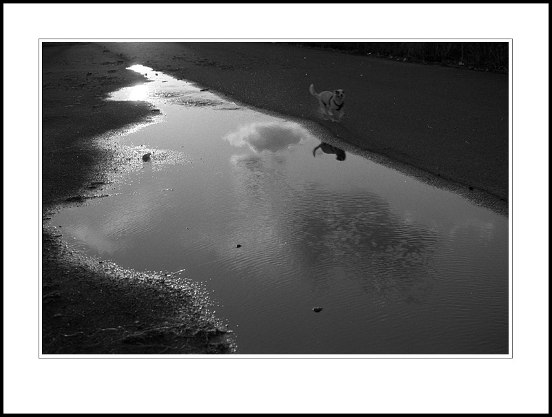 Dog puddles