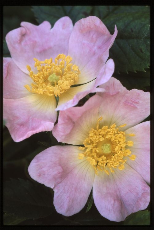 Dog Rose.