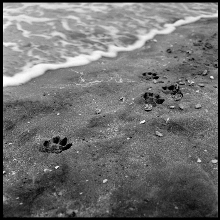 Dog Traces at the Beach