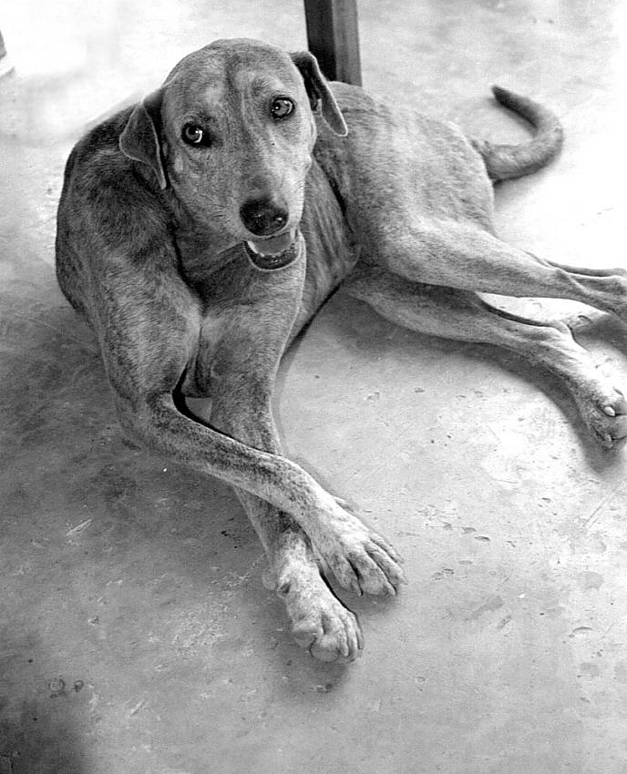 Dog under Table