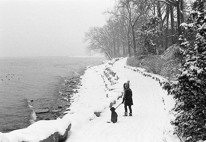 Dog Walking in the snow