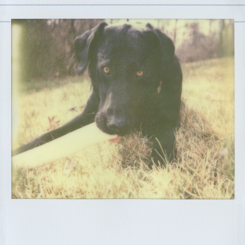dog with bone