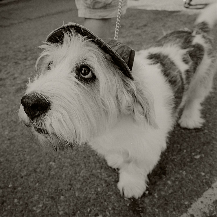 Dog With Hat