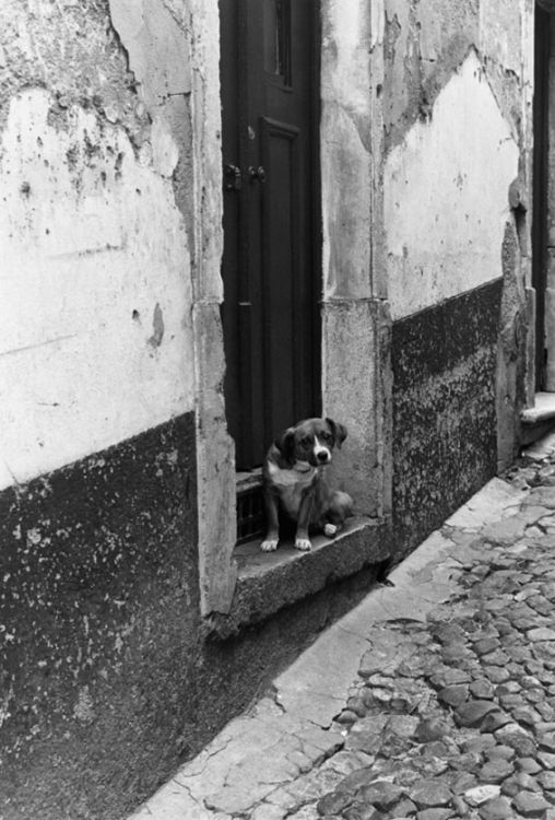 dog_apug