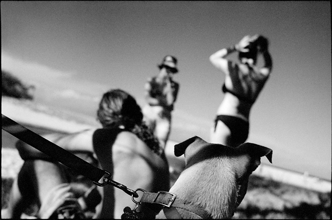 dogbeach