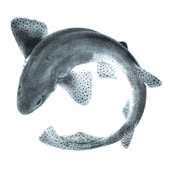 Dogfish
