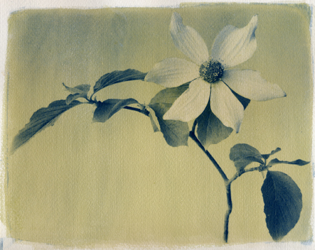 "Dogwood", Alt Print Exchange