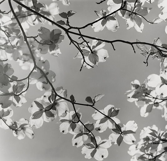 Dogwood Blossoms
