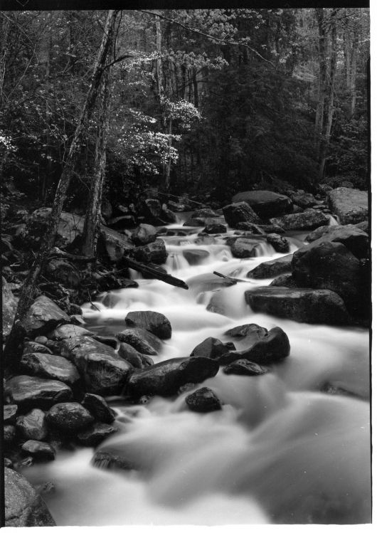 dogwood in greenbrier#1