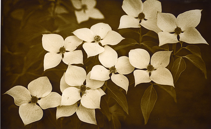 DogWood - Lith