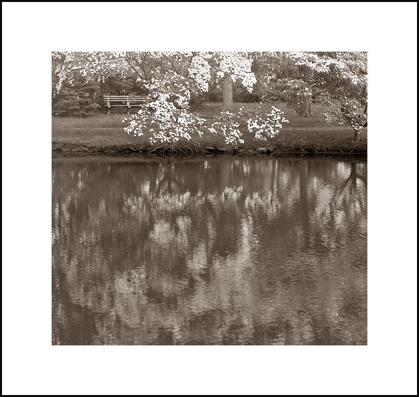 Dogwood Morning