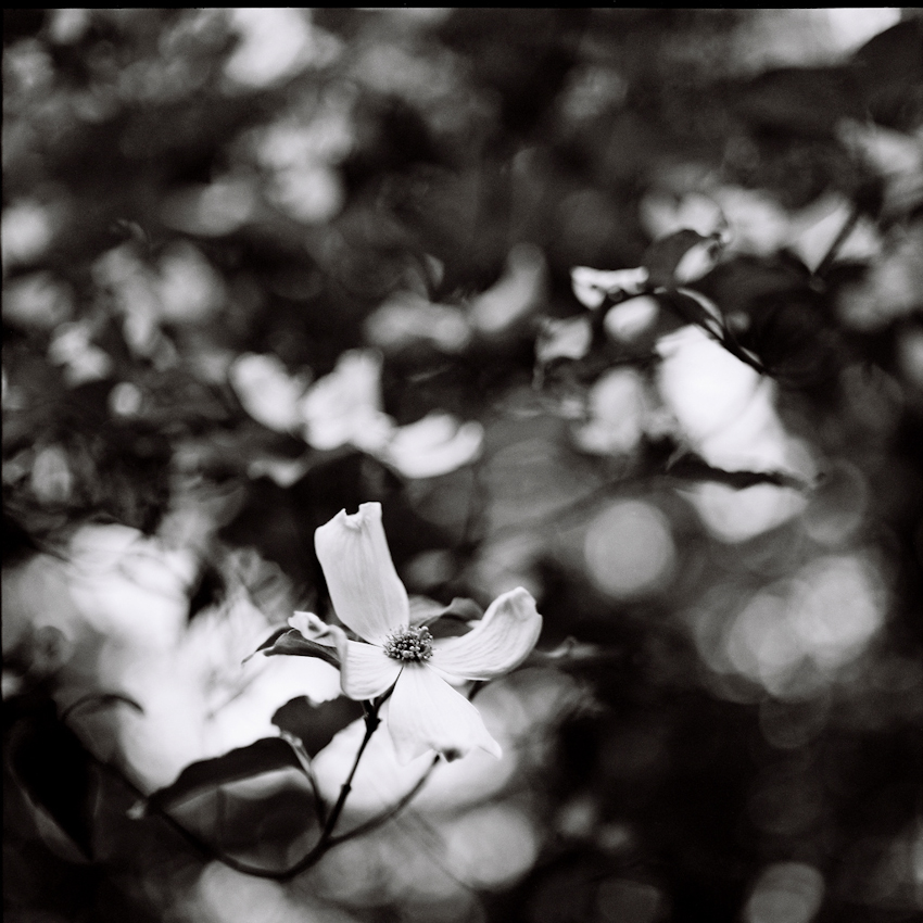 Dogwood
