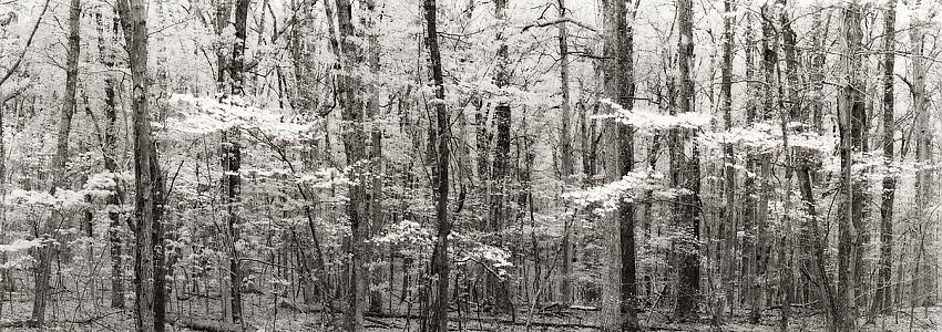 Dogwoods; Blue Ridge Parkway