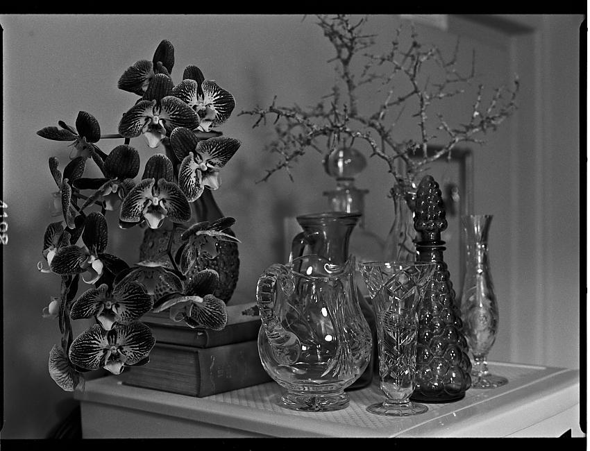 Dolly's little gardens