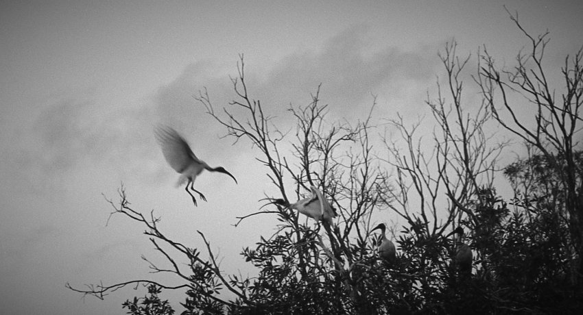 Domestic Ibis.