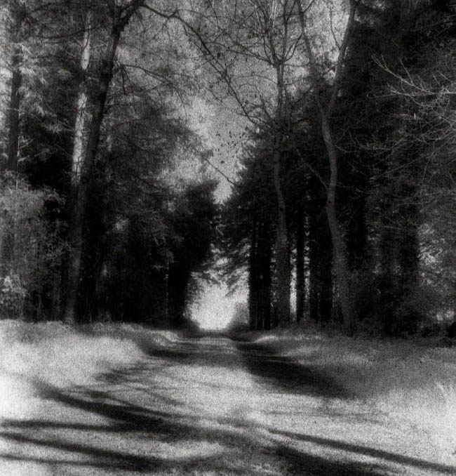 Donadea Forest