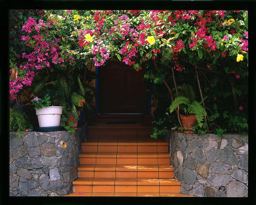 Door and Flowers