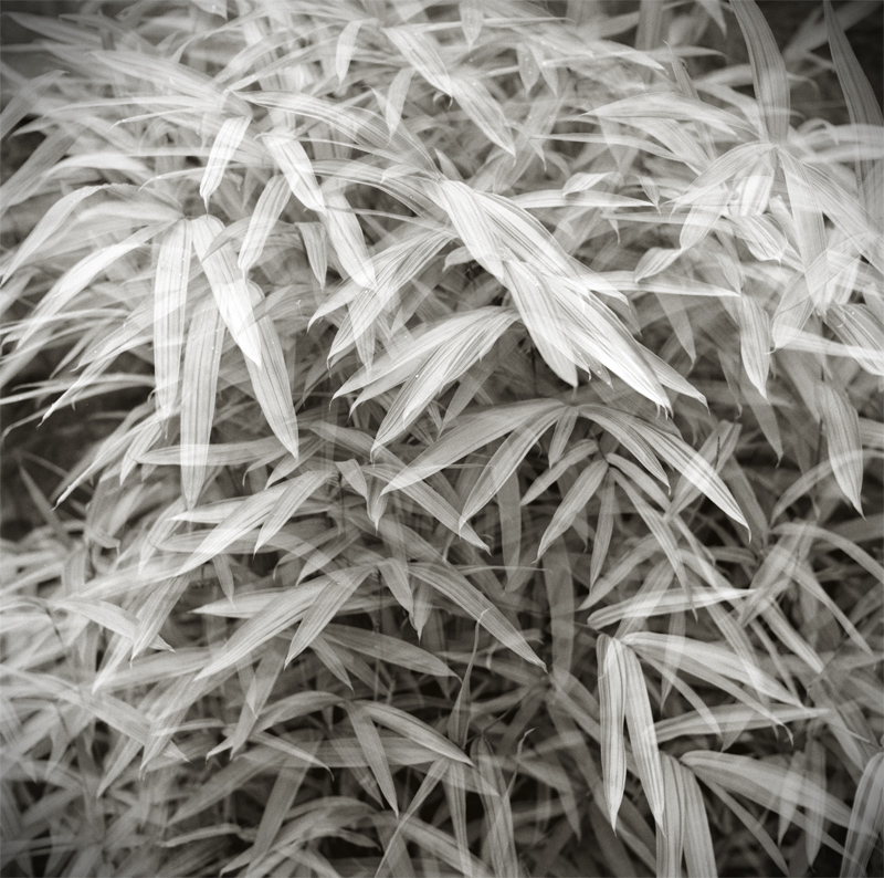 Double Bamboo