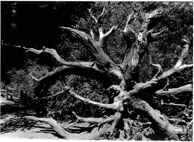 Downed redwood tree